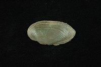 藏品(石蚌)的圖片
